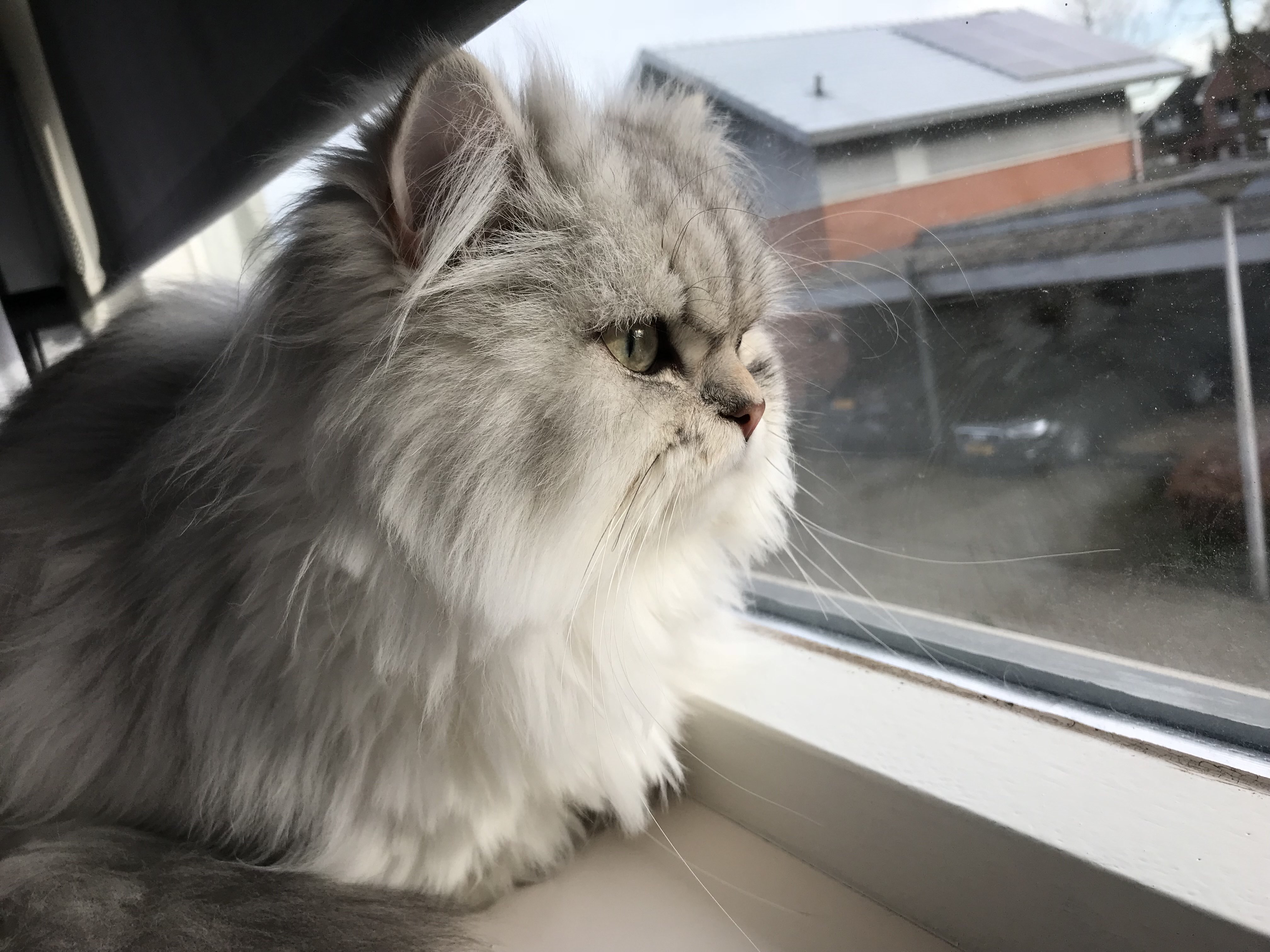 fuuko looking out the window