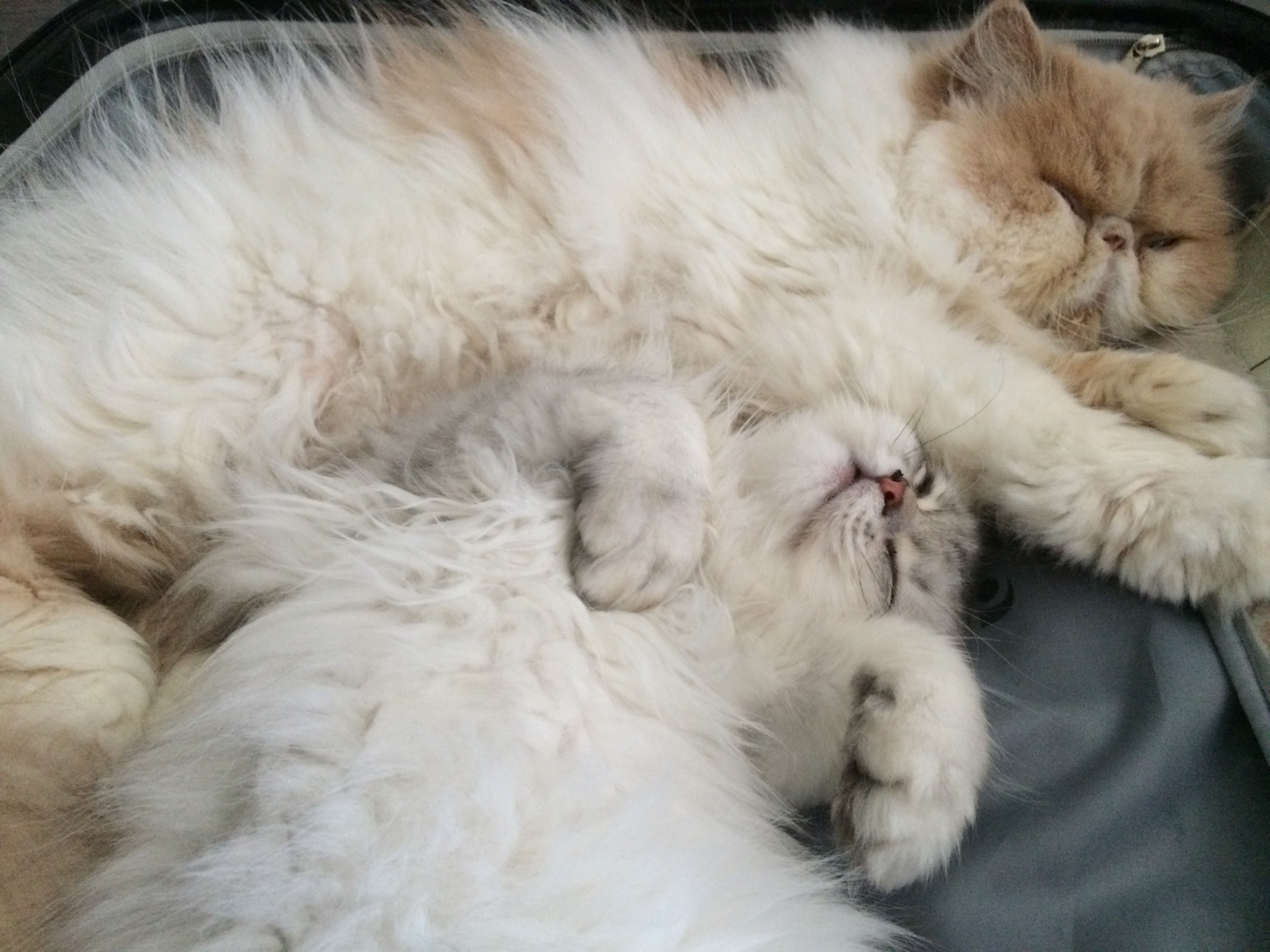fuuko sleeping with neko