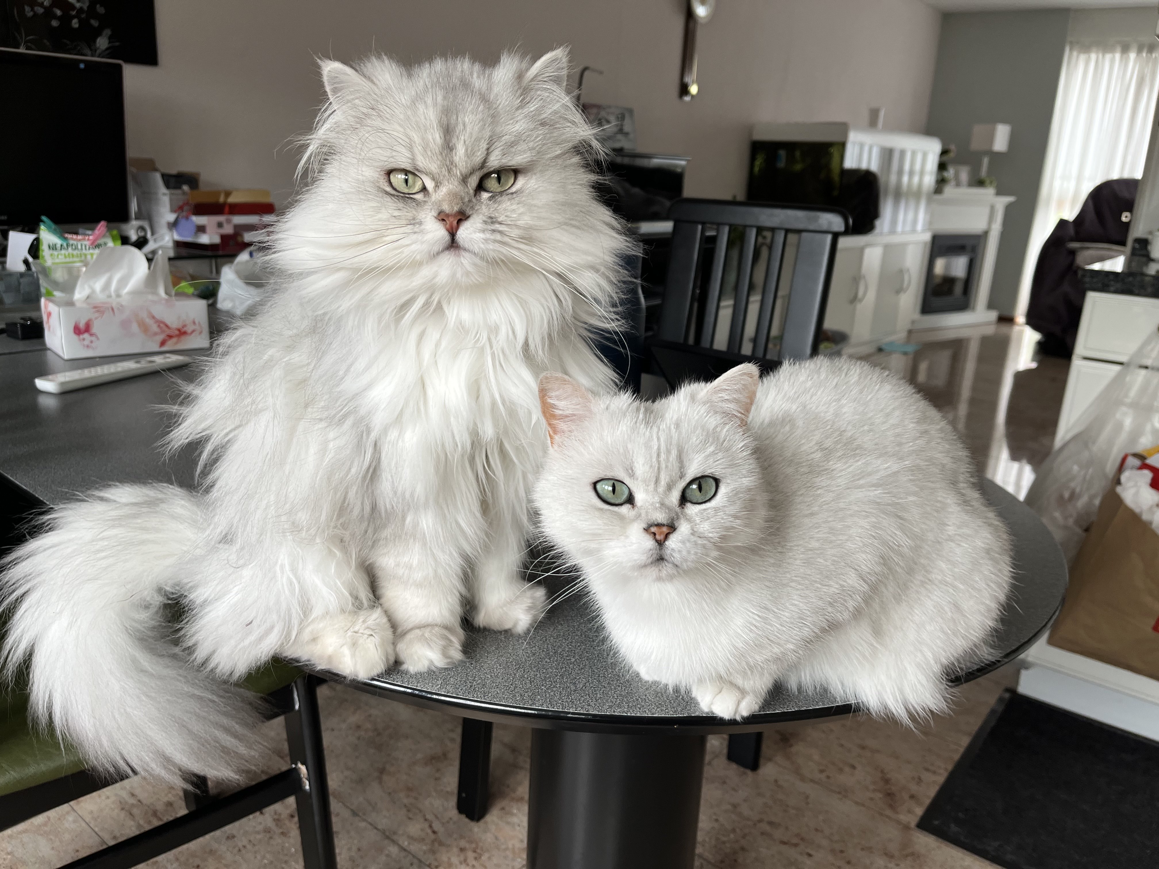 fuuko sitting with ouji