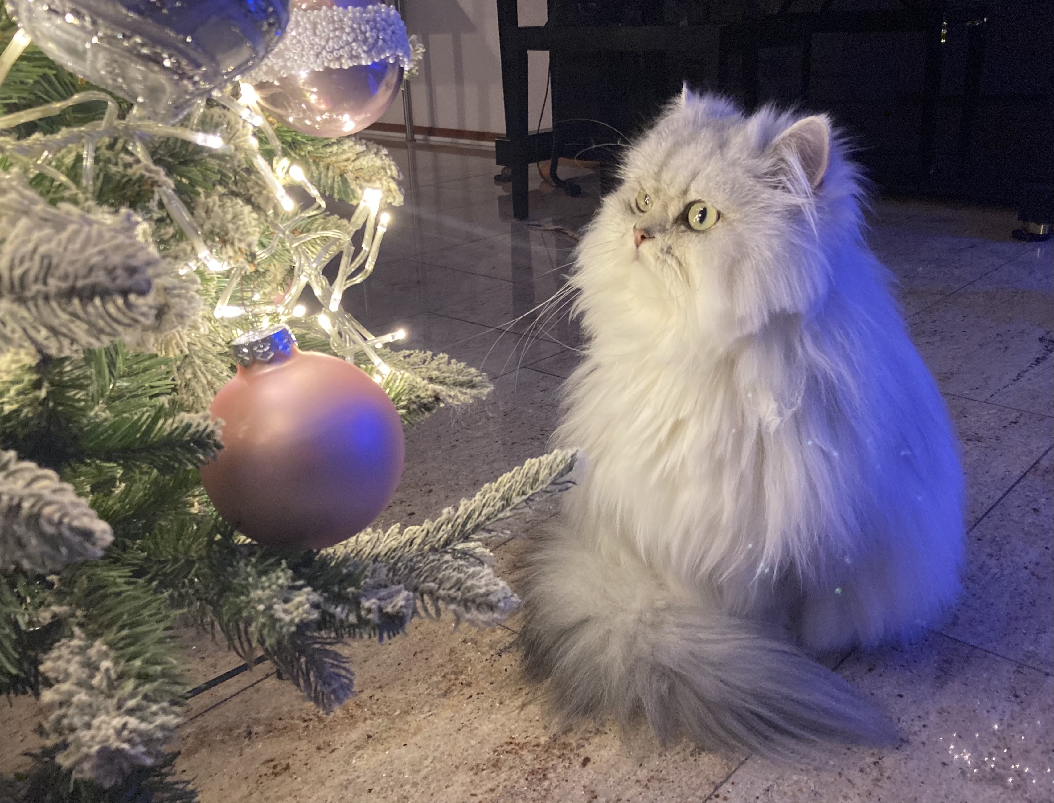 fuuko staring at the christmas tree