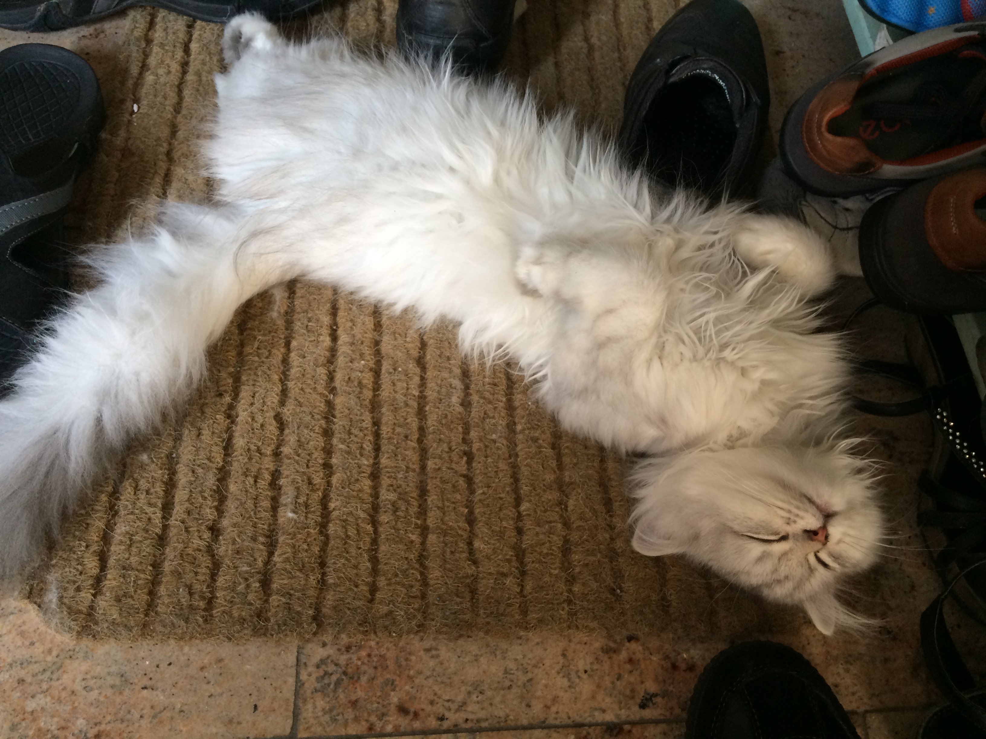 fuuko sleeping between shoes