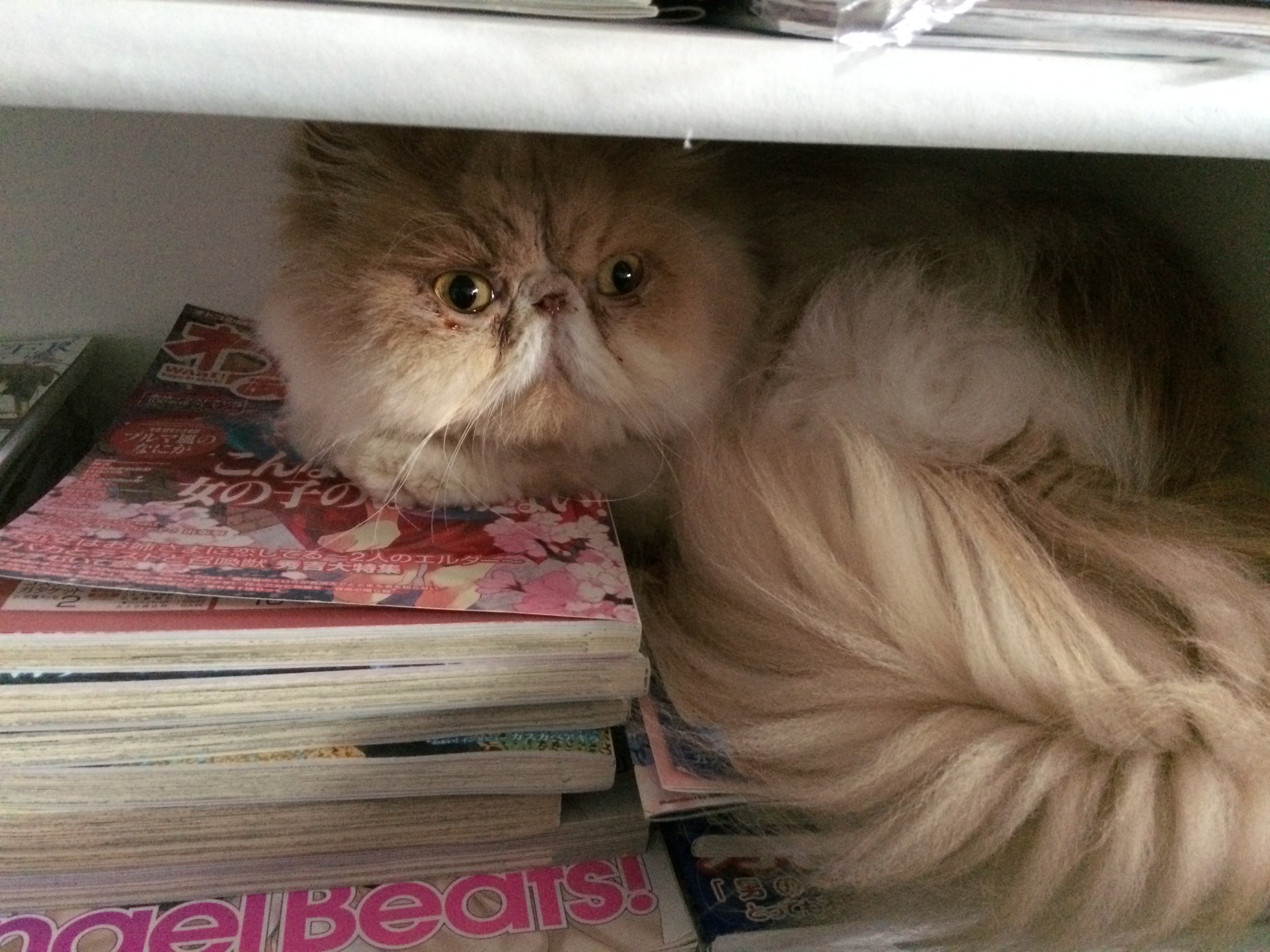 neko in bookshelf