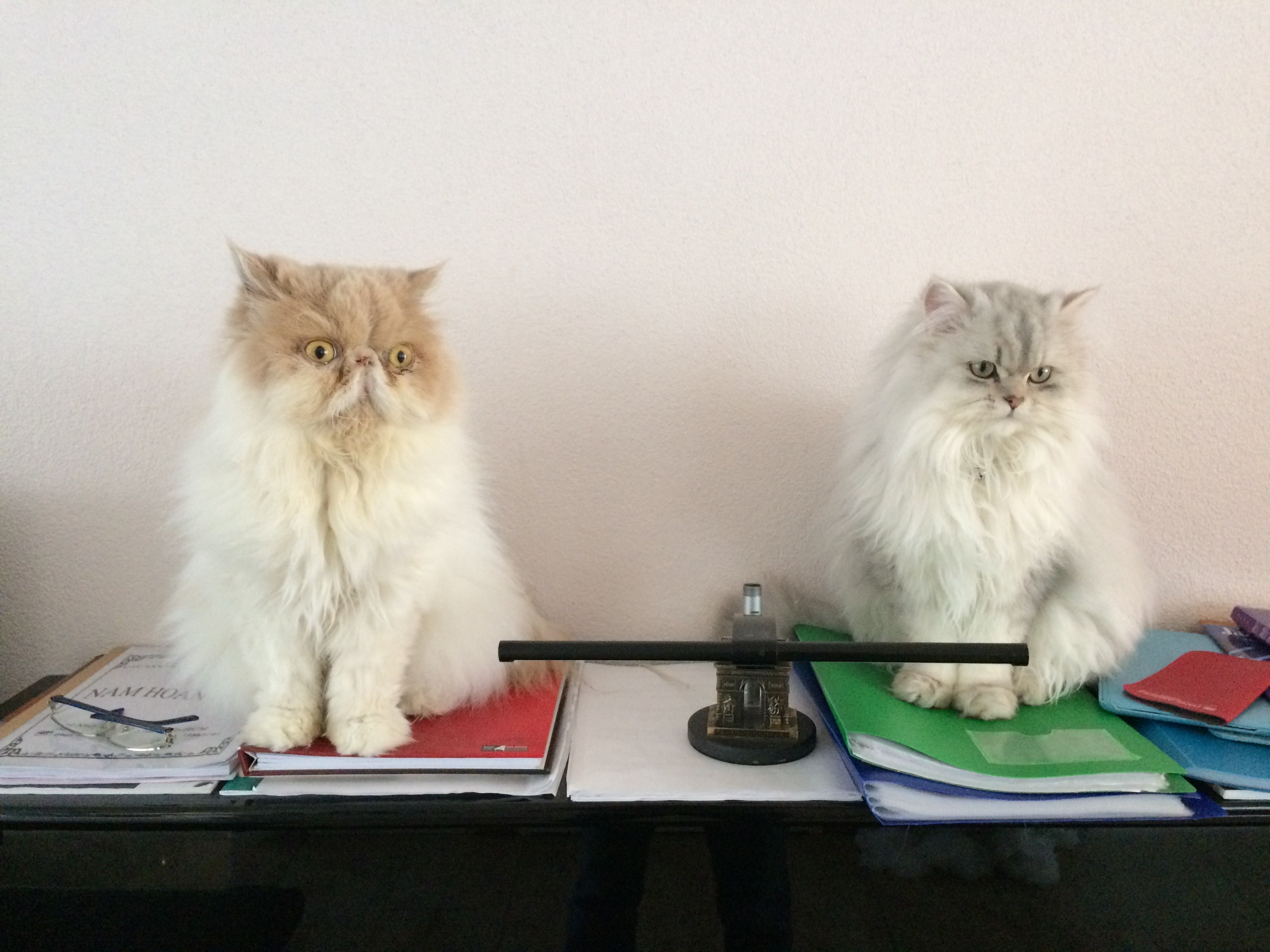 neko sitting with fuuko