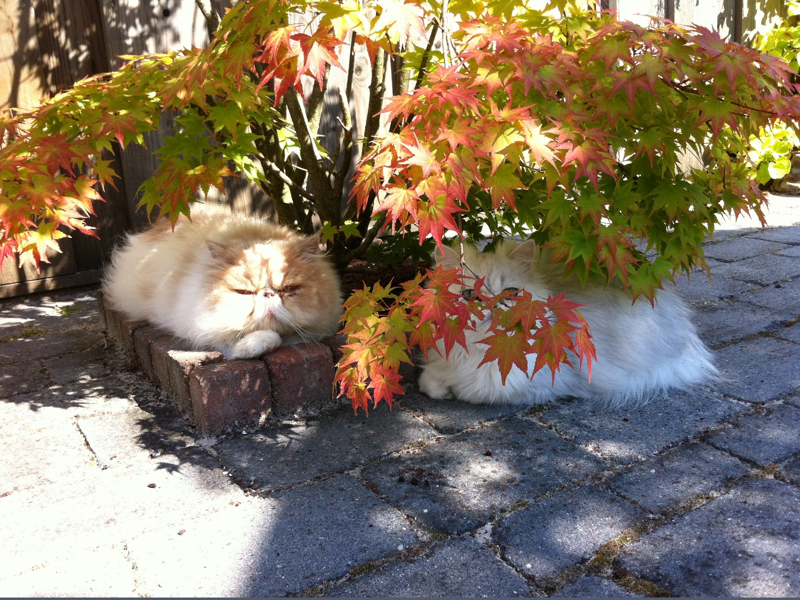 neko lying under a tree with saiko