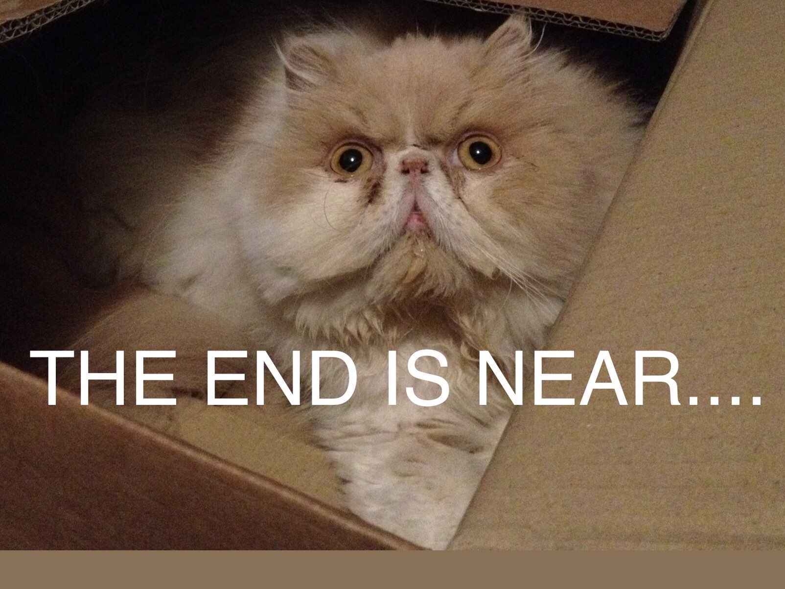 neko giving death stare