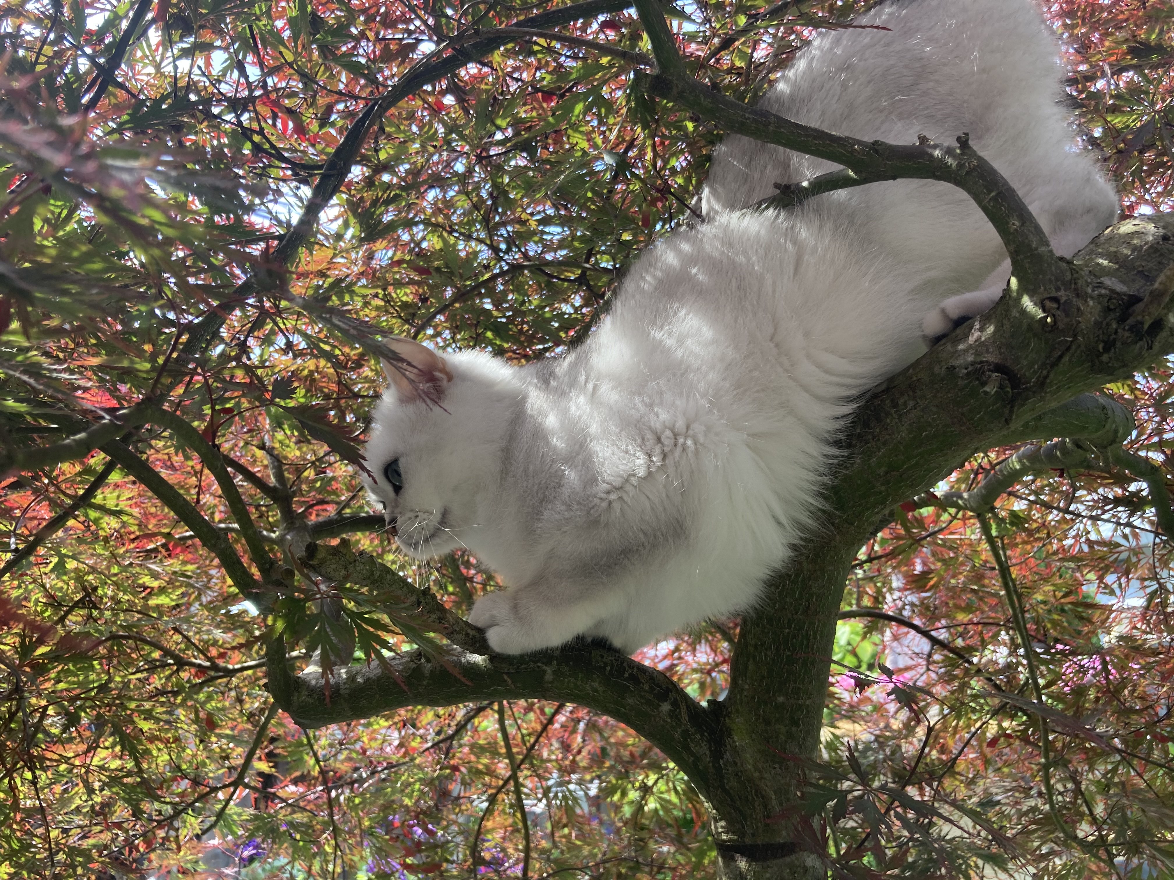 ouji on a tree