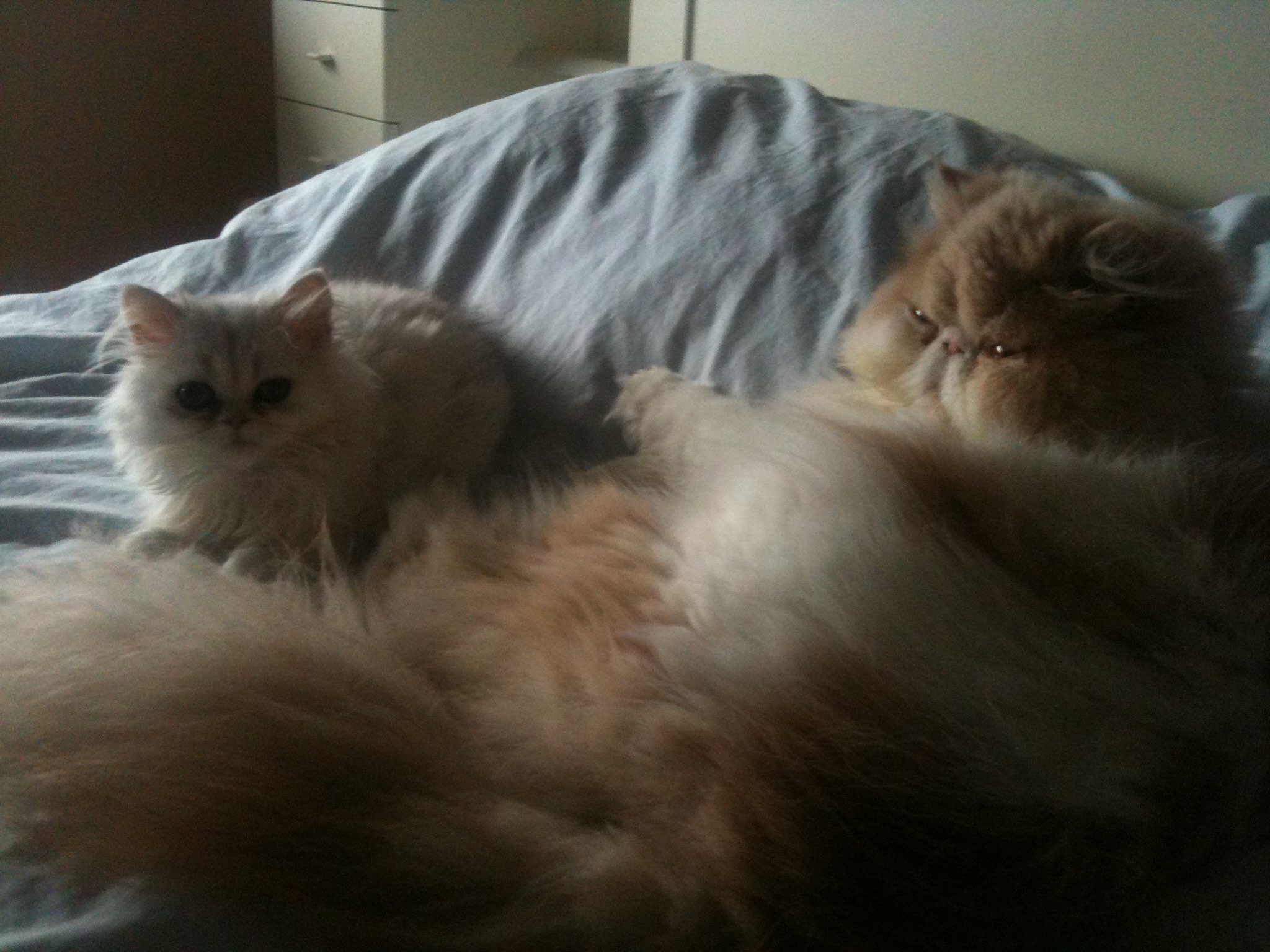 saiko lying on bed with neko