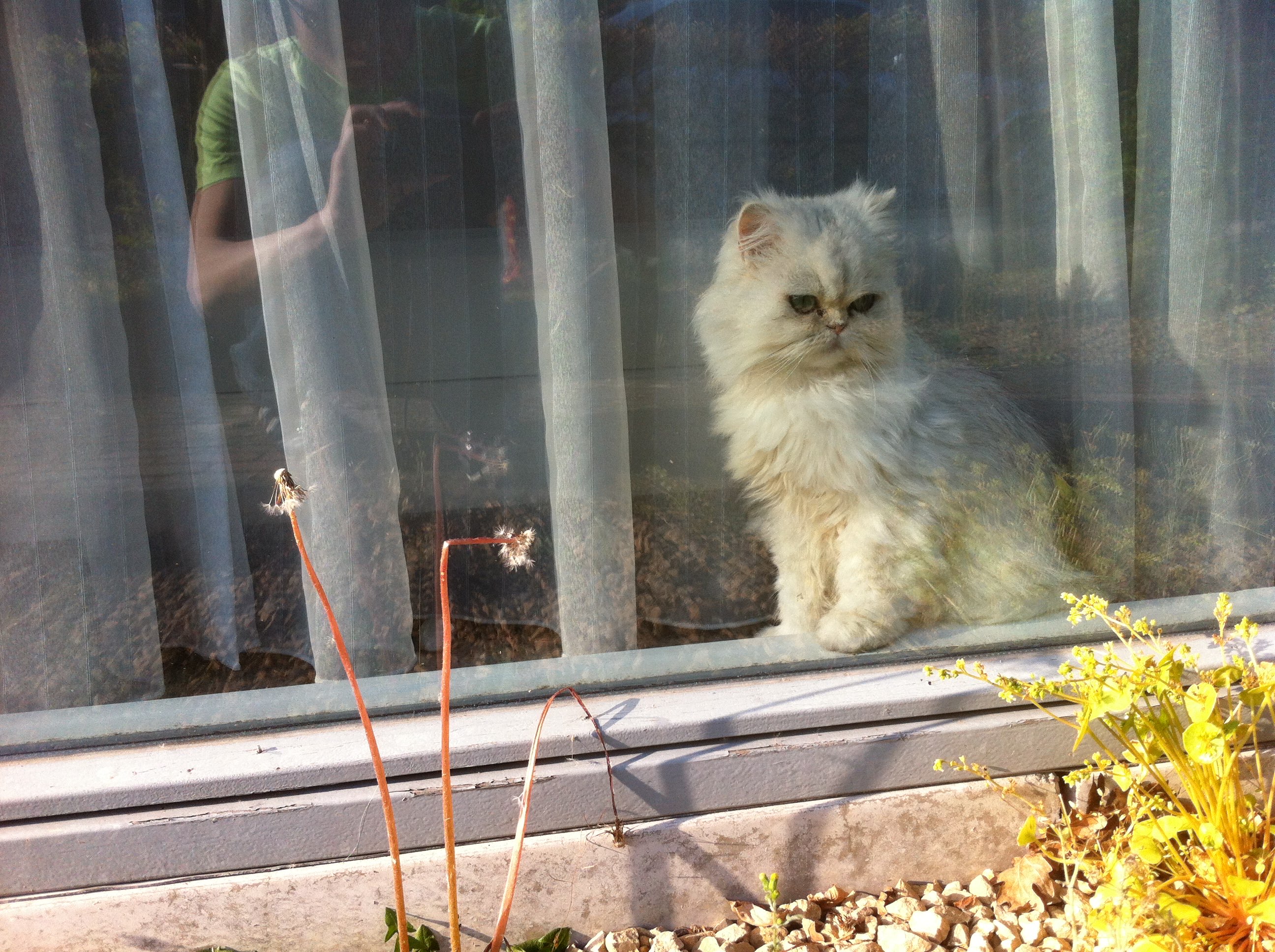 saiko looking outside the window