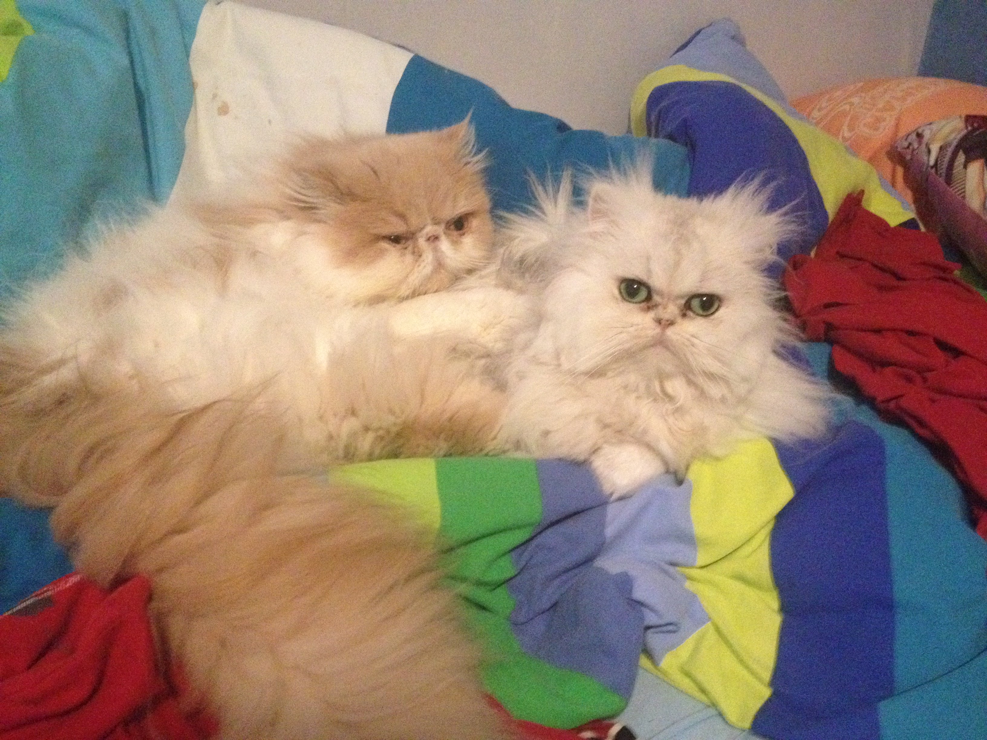 neko on top of saiko